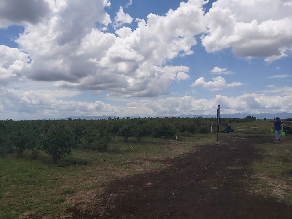 Blueberry Country Ltd.-Ngatea必去景点