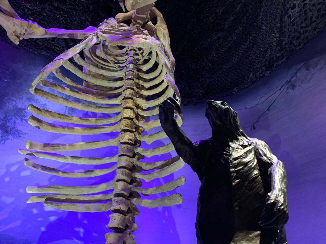 Florida Museum Of Natural History-盖恩斯维尔必去景点