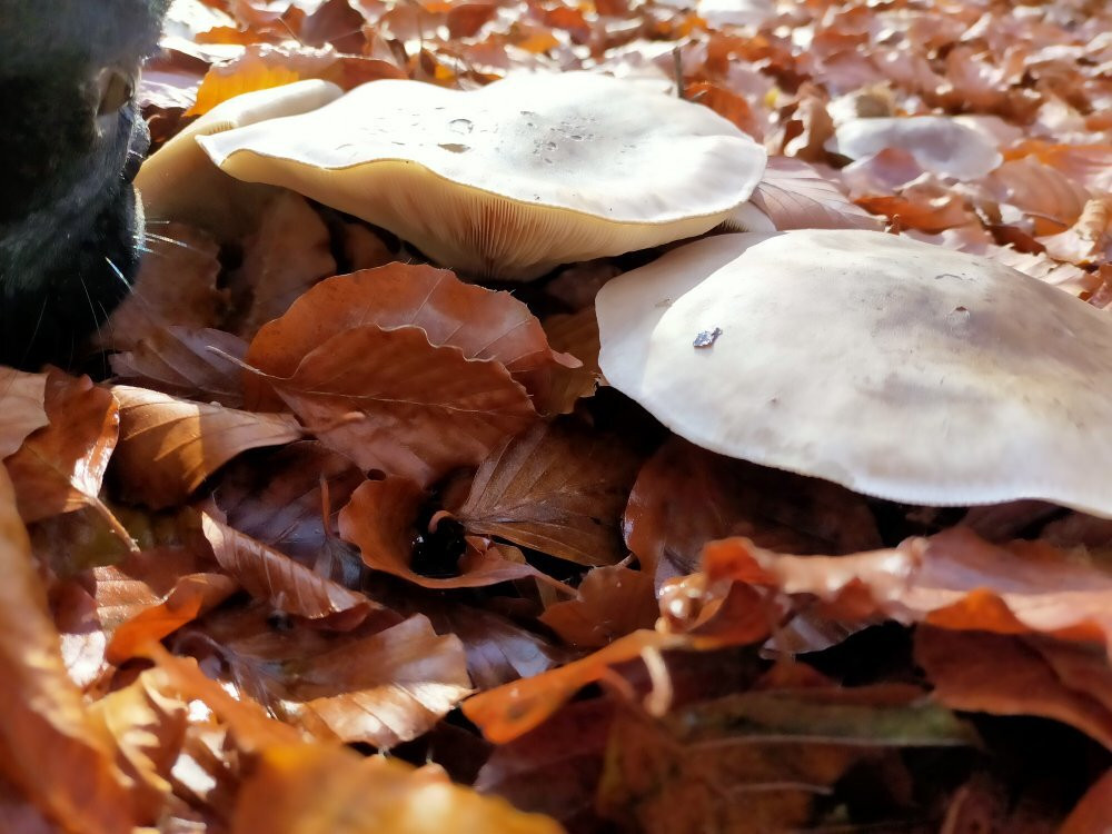 Riserva Naturale Regionale Guardiaregia-Campochiaro景点图片