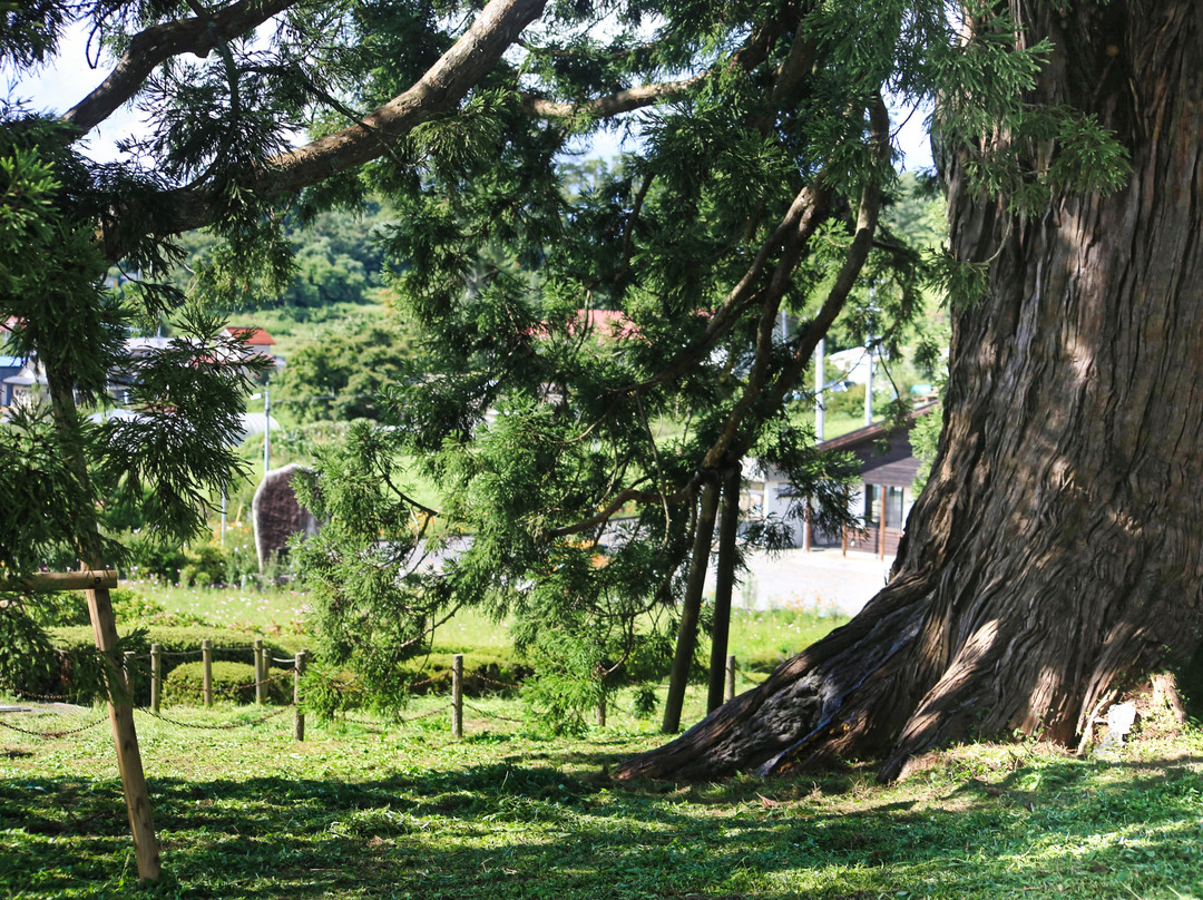 Japanese Cedar Tree of Sugisawa景点图片