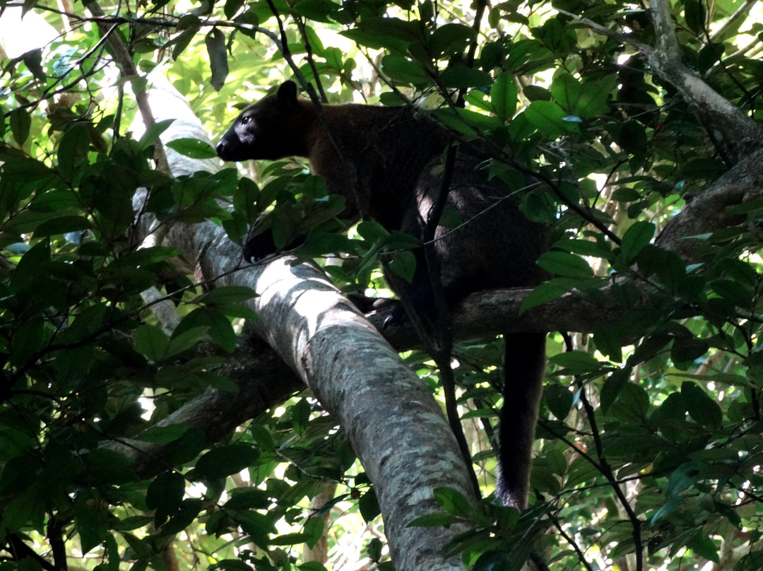 Jungle Escapes Adventures & Tours-Cape Tribulation必去景点