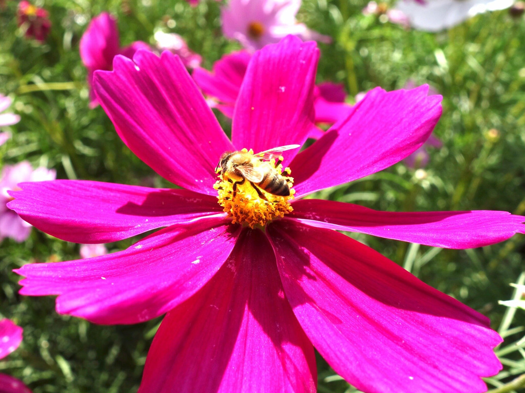 Yamaguchi Flower Land-柳井市必去景点