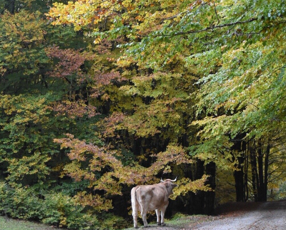 Altopiano di Rascino-Fiamignano必去景点