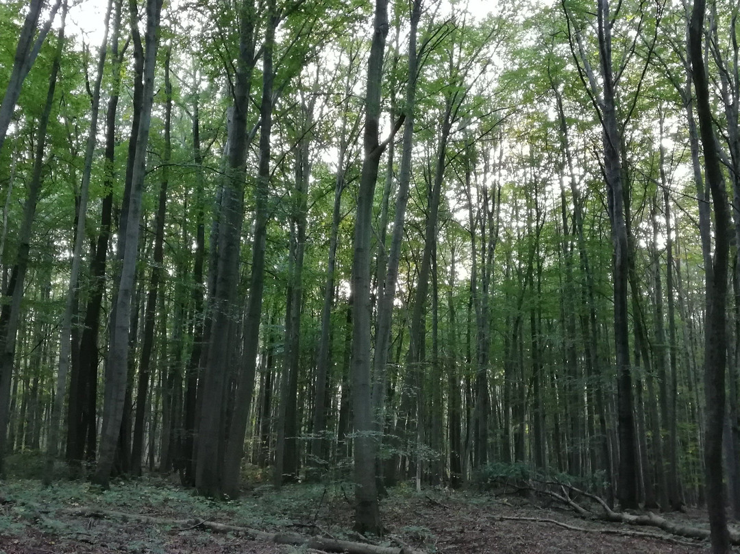 Nationalpark Hainich-Bad Langensalza必去景点