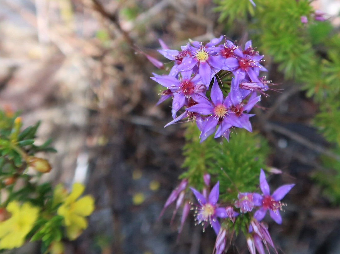 East Mount Barren-Hopetoun必去景点