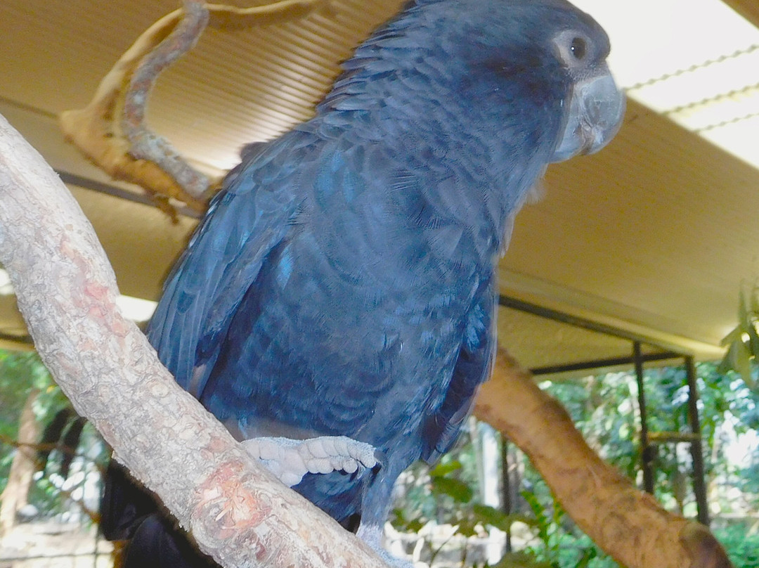 Wildlife Habitat Port Douglas-道格拉斯港必去景点