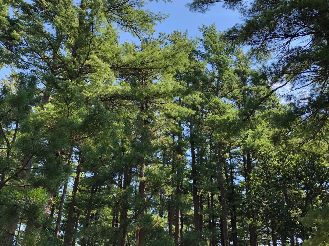 Freetown-Fall River State Forest景点图片