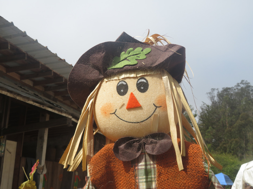 Arata Pumkin Farm-半月湾必去景点