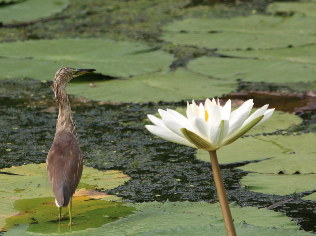 The Fern Sattva Resort, Polo Forest主图