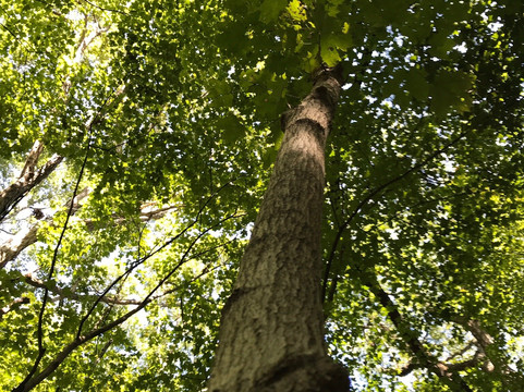 Spitler Woods State Natural Area-Mount Zion必去景点