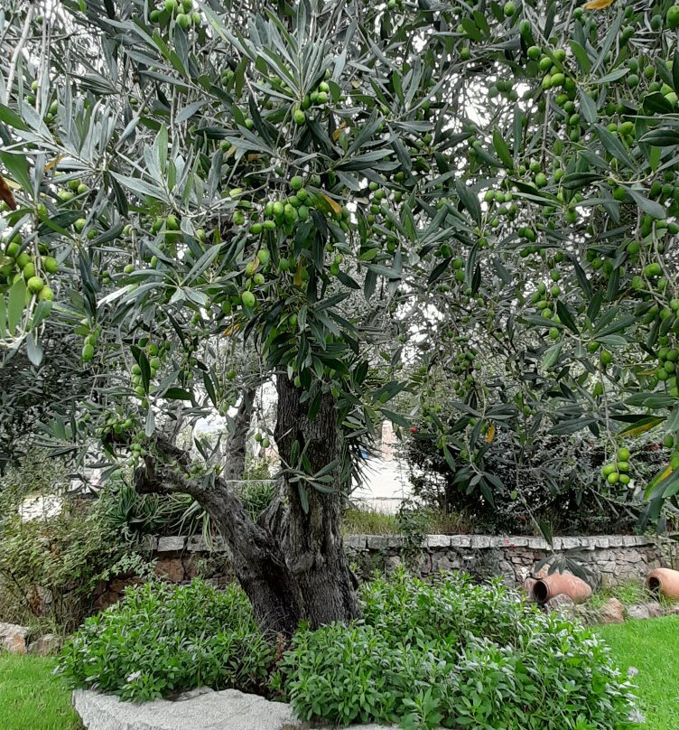 B&B Il Giardino Di Daniela主图