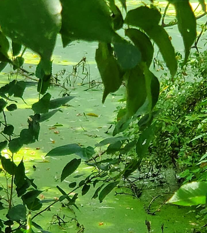 Hillman Marsh Conservation Area景点图片