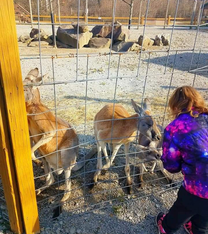 Log Cabin Lodge and Suites主图