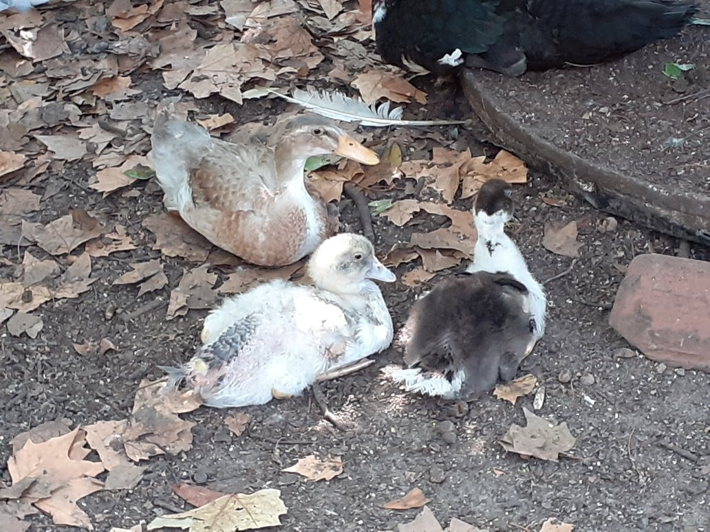 Conservatoire Avicole du Puyobrau-Magescq必去景点