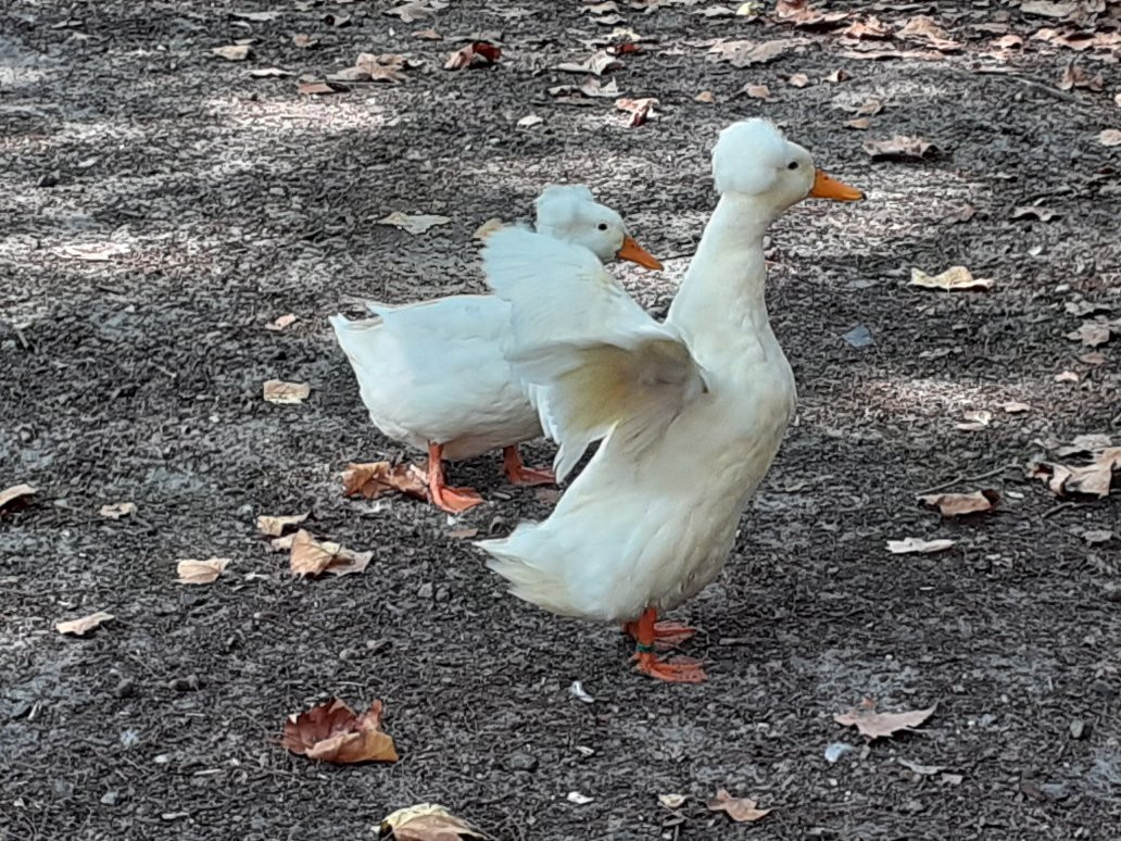 Conservatoire Avicole du Puyobrau-Magescq必去景点