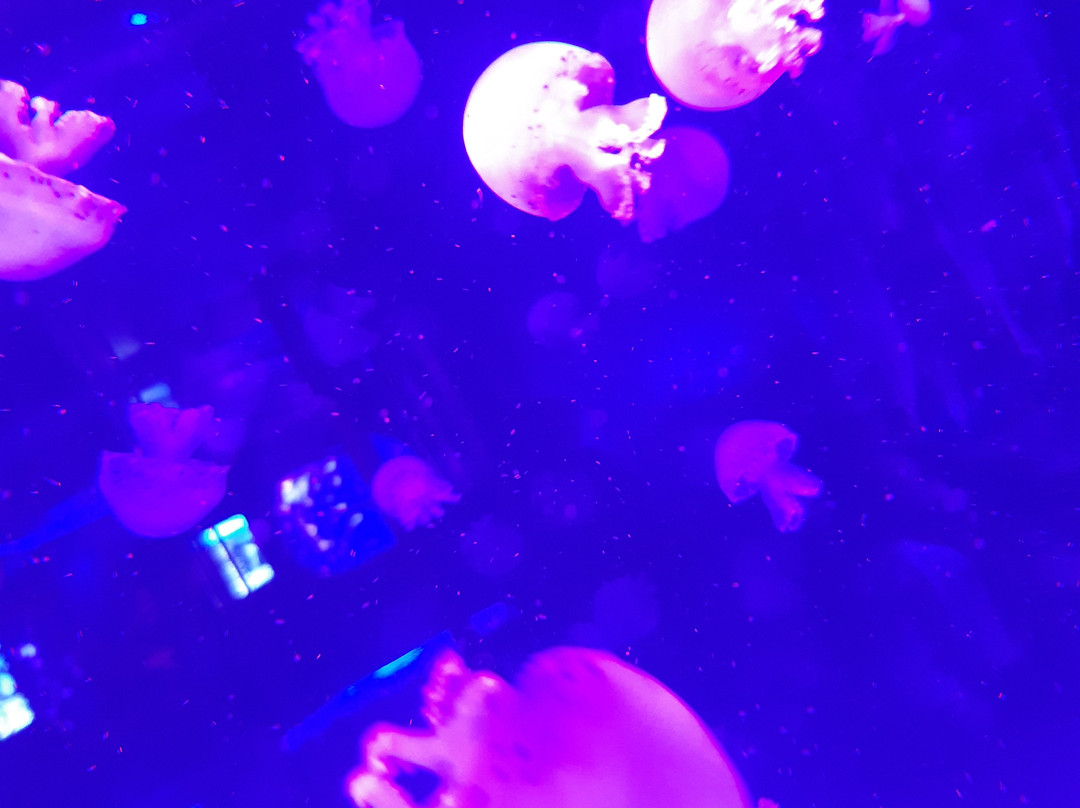 Jellyfish Museum-基辅必去景点