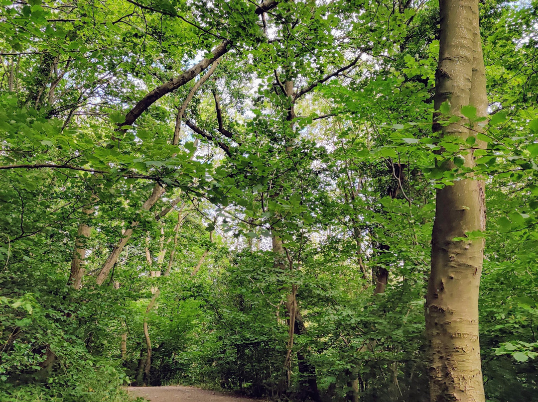 Saltburn Valley Gardens景点图片