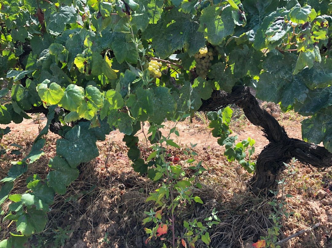 Mas Comtal-Avinyonet del Penedes必去景点