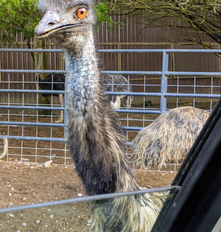 Harmony Park Safari-亨茨维尔必去景点