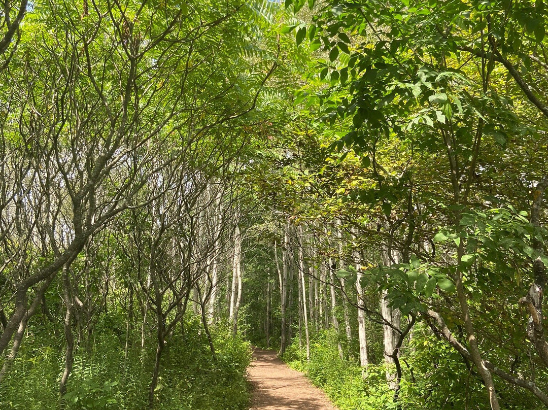 Lion's Den Gorge Nature Preserve景点图片
