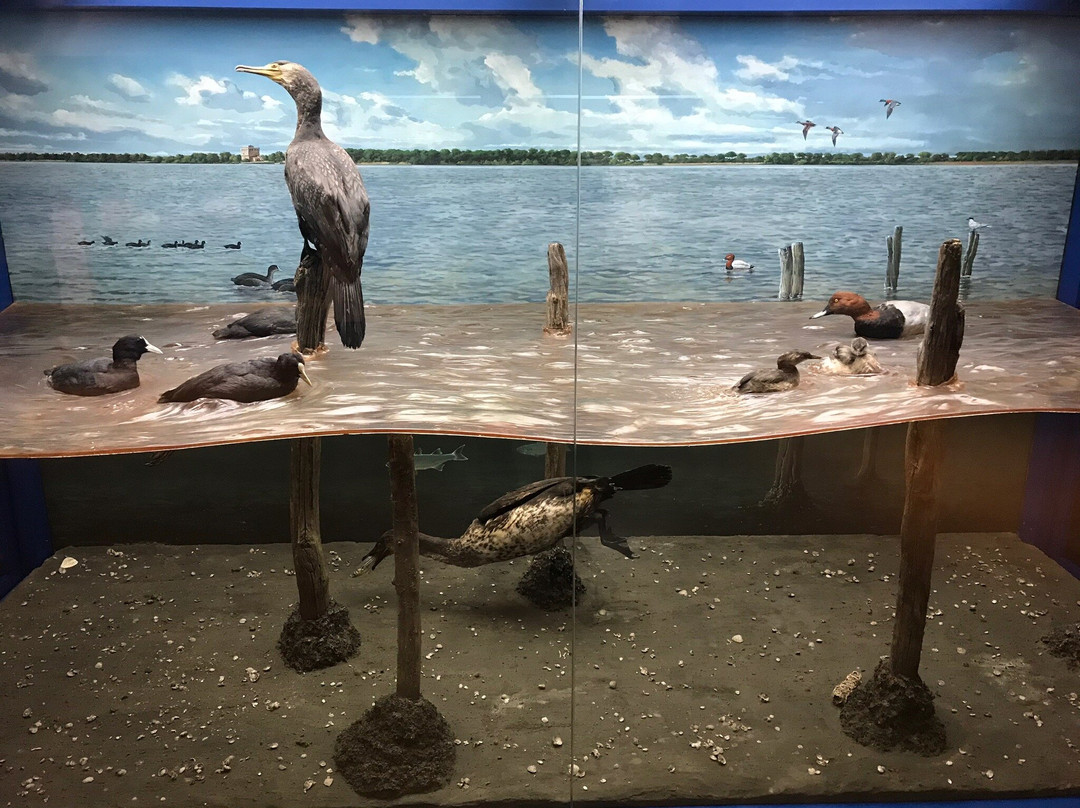 Museo di Storia Naturale della Maremma景点图片
