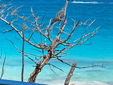 Grape Bay Cottages主图