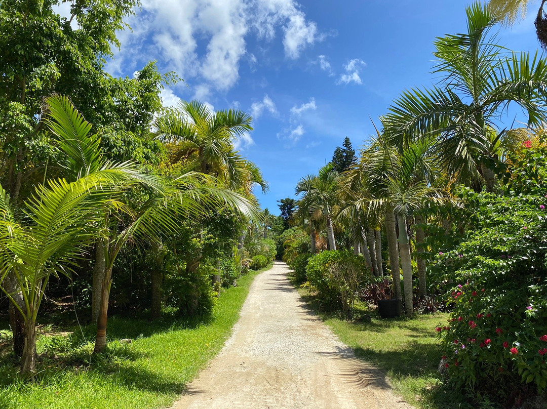 Subtropical Plant Paradise Yubujima Island景点图片