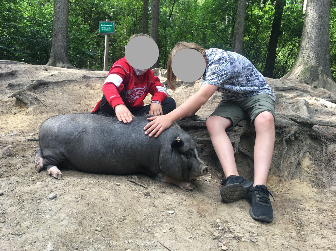 Wildpark Schwarze Berge-罗森加滕必去景点