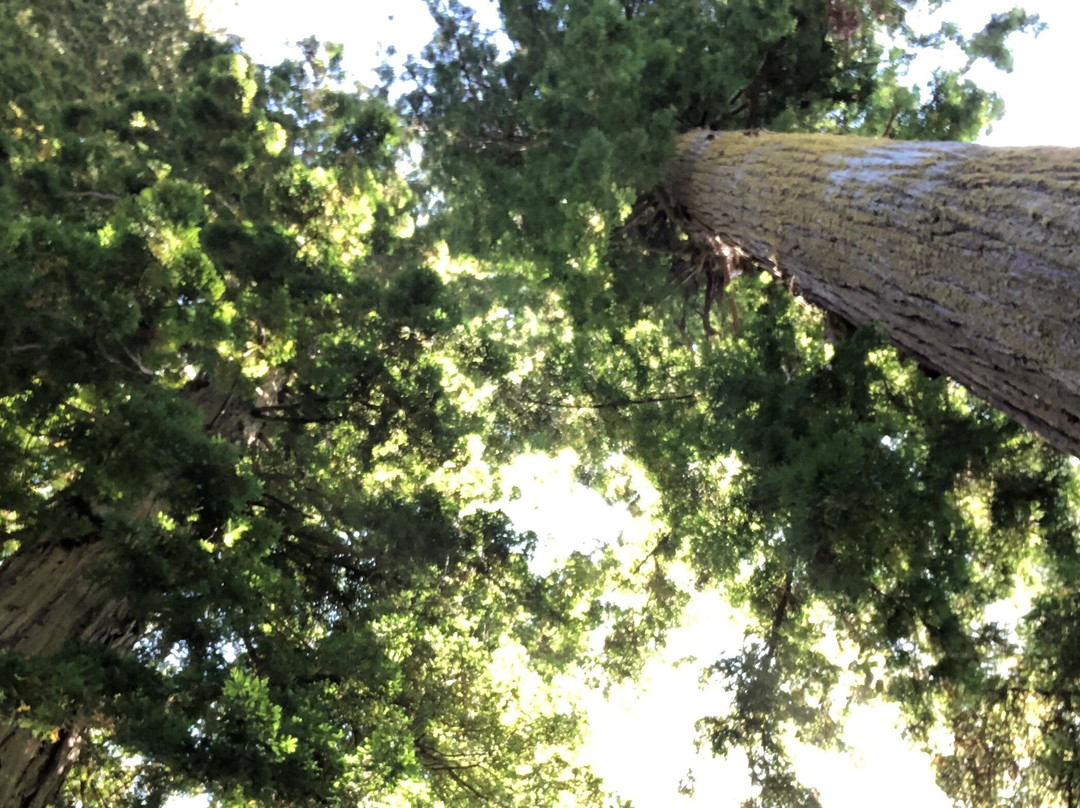 Humboldt Redwoods State Park景点图片