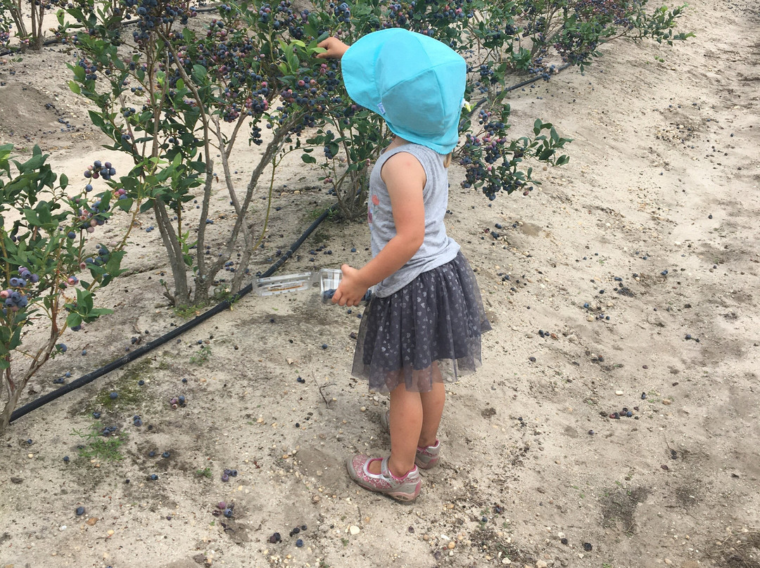 DiMeo Farm & Blueberry Plants Nursery景点图片