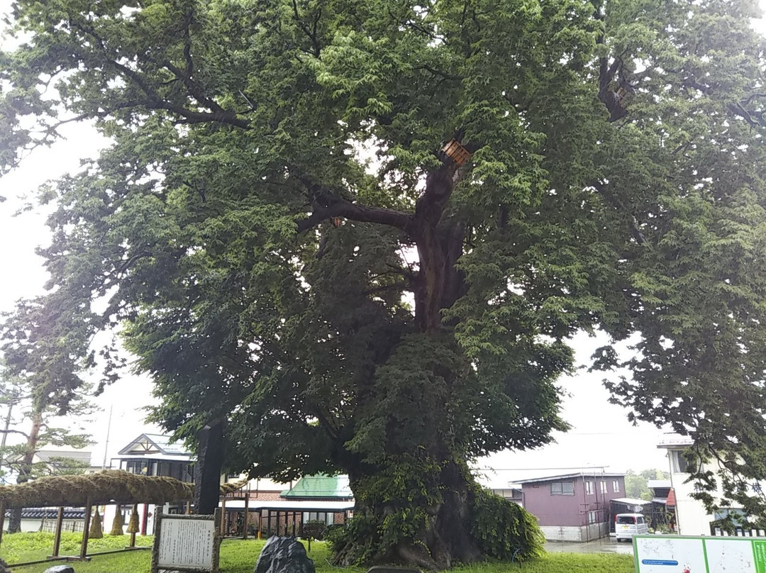 Big Zelkova of Higashine-东根市必去景点