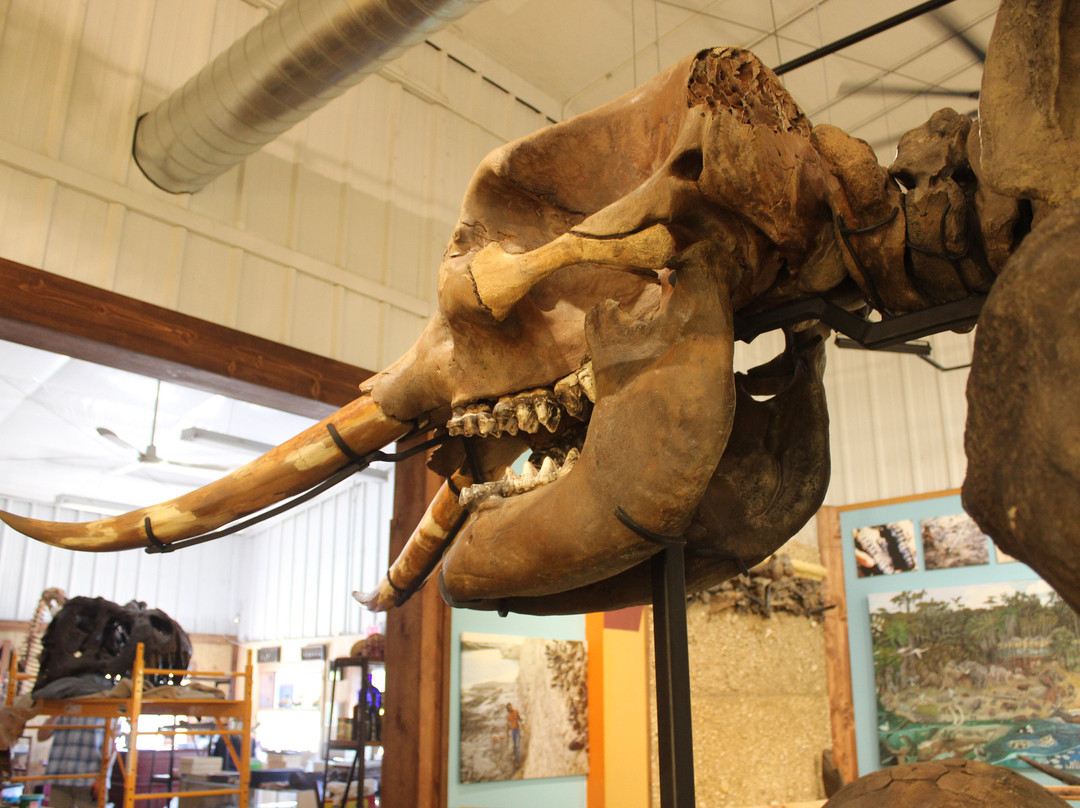 World Fossil Finder Museum-温泉城必去景点