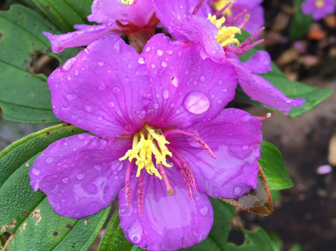 Thambapanni Travel Company-锡吉里亚必去景点