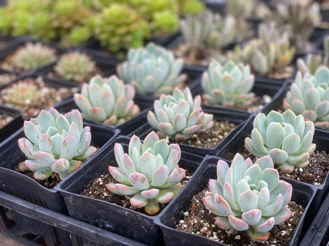 Mari's Gardens-米里拉尼必去景点