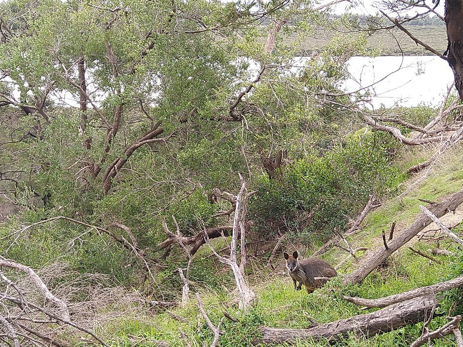 Rhyll Inlet State Wildlife Reserve景点图片