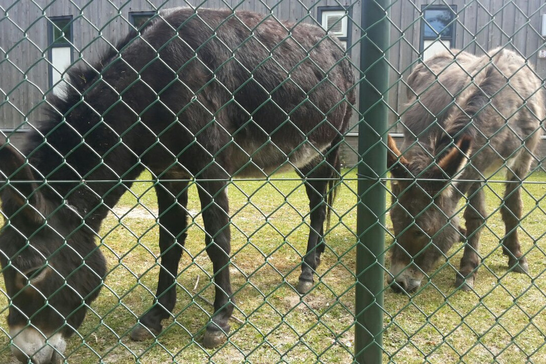 Kinderboerderij De Boerenzwaluw景点图片