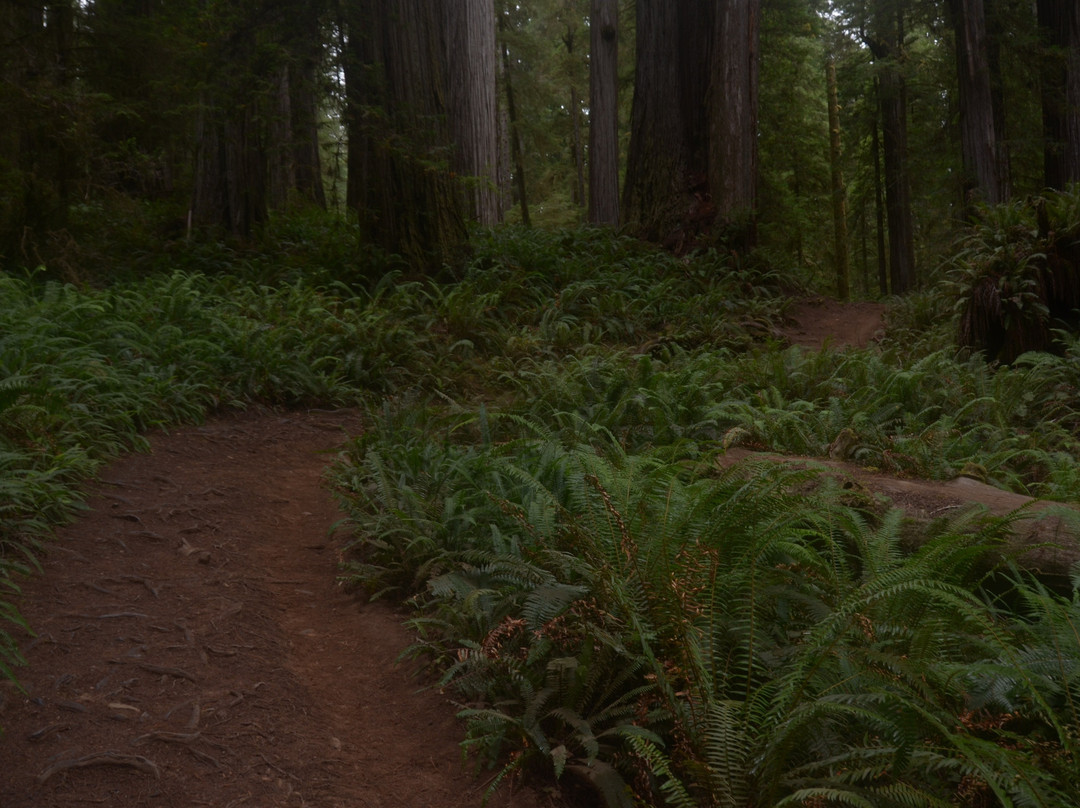 Boy Scout Big Tree Trail景点图片