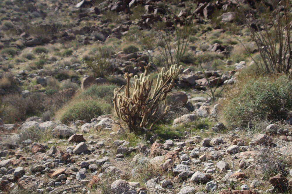 Borrego Palm Canyon Nature Trail-波瑞戈泉必去景点