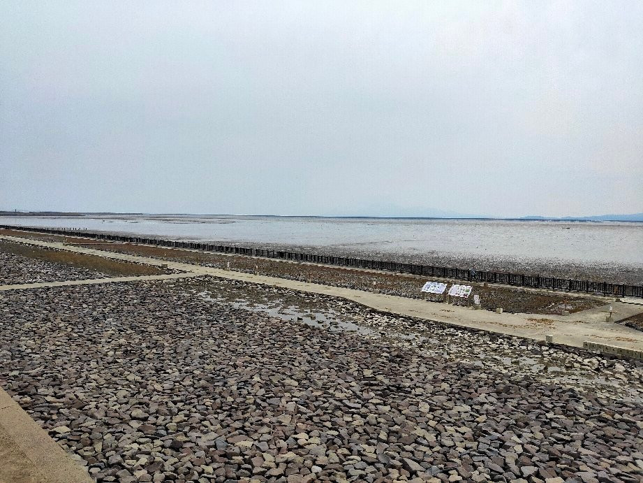 Suaeda Japonica Habitat-佐贺市必去景点