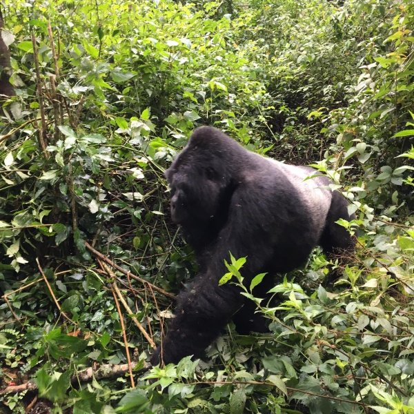 ENCHANTED UGANDA SAFARIS-Fort Portal必去景点