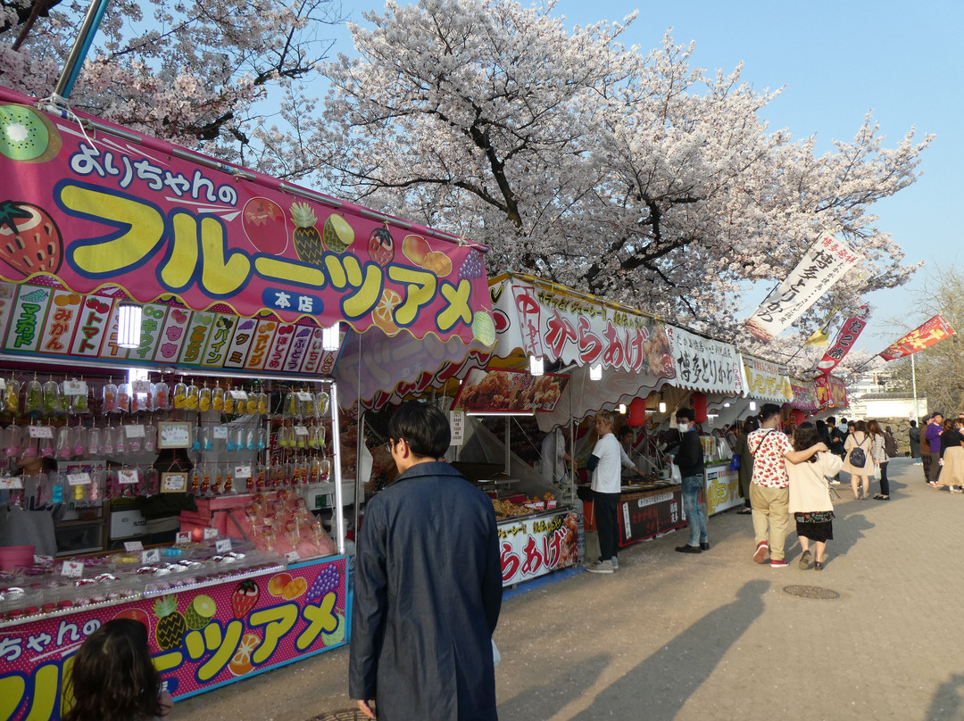 Fukuoka Castle Cherry Blossom Matsuri景点图片