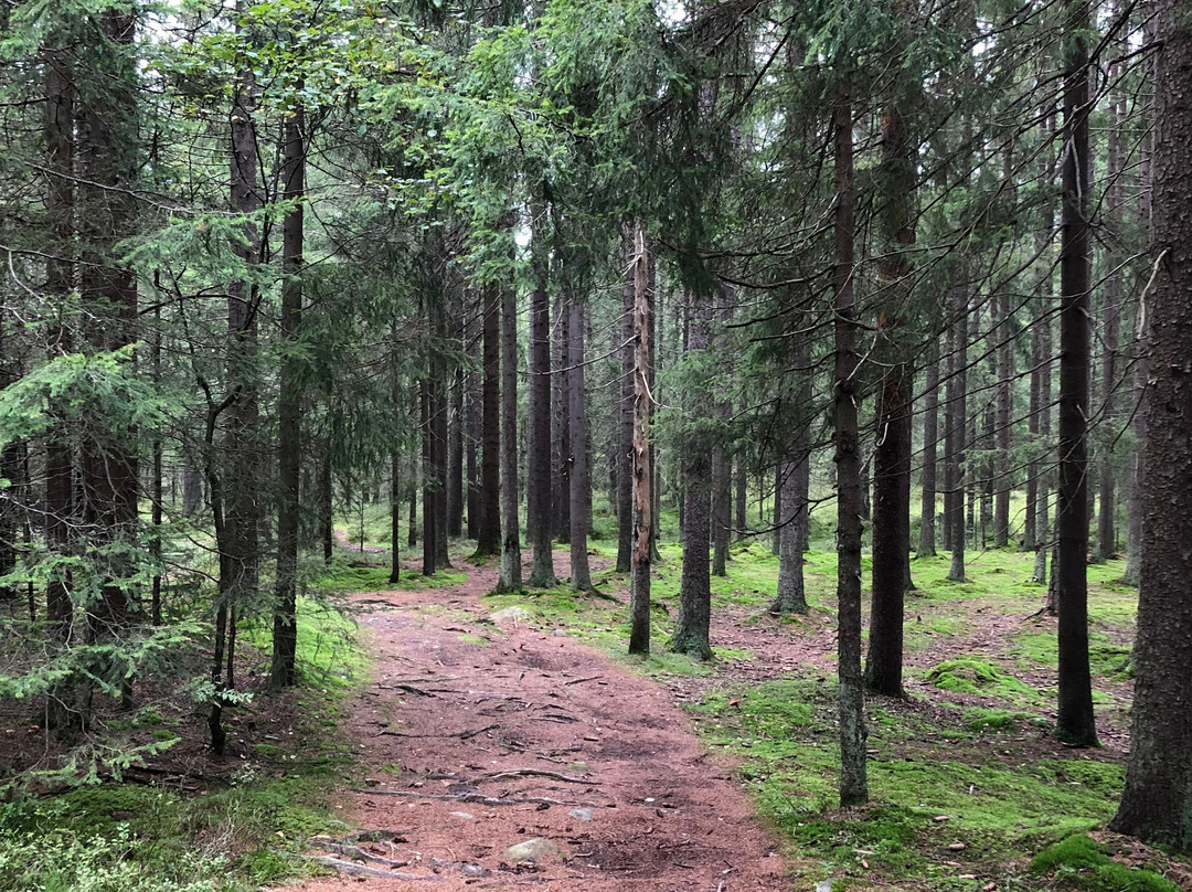 Offroad E-bike Adventure-奥斯陆必去景点