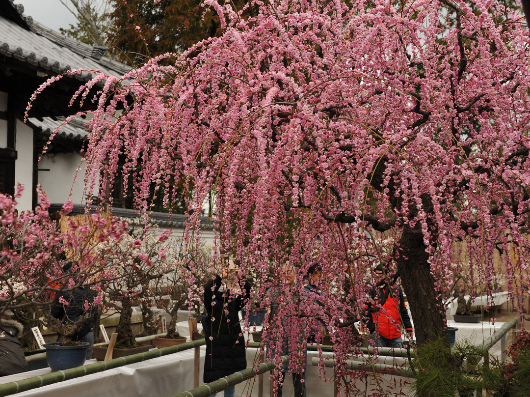 Sugawara Tenmangu Shrine景点图片