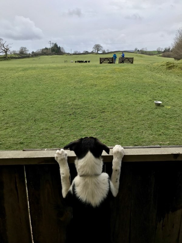Lake District Sheepdog Experience景点图片