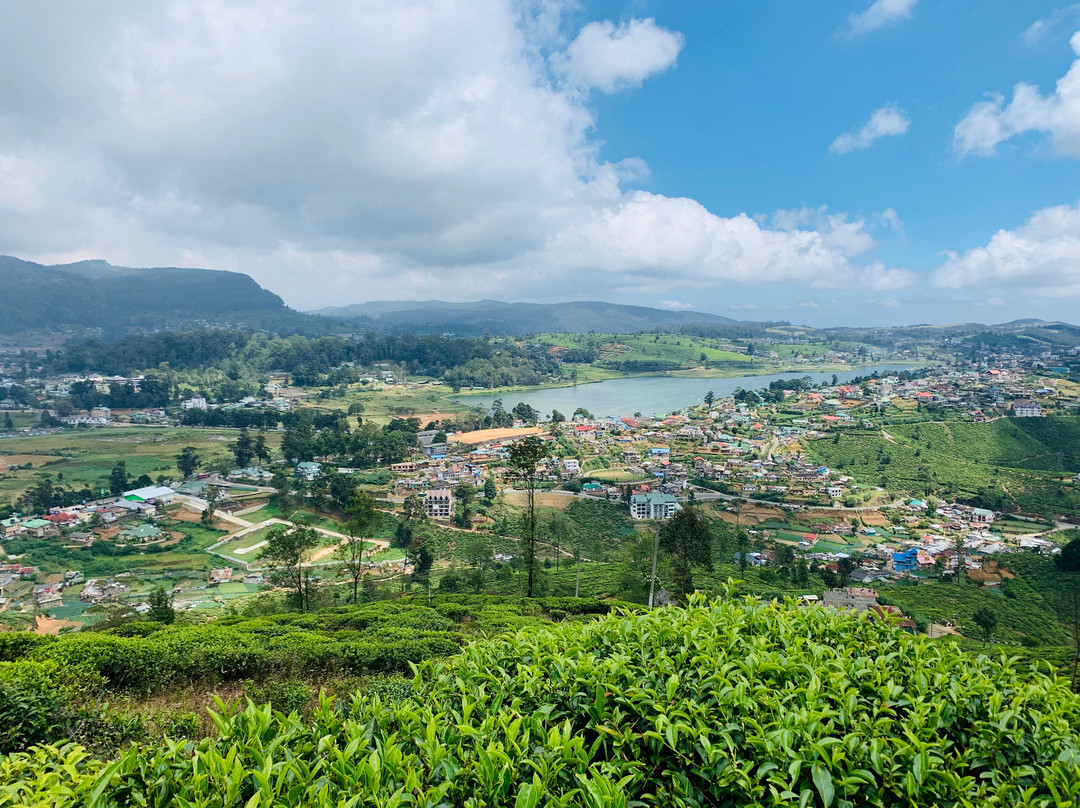 Single Tree Hill-奴娃拉伊利雅必去景点