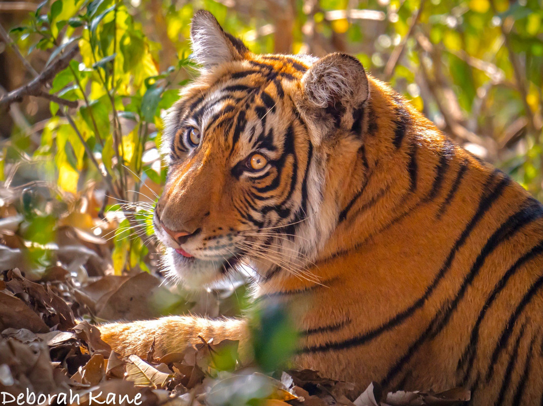 TripSthan-新德里必去景点