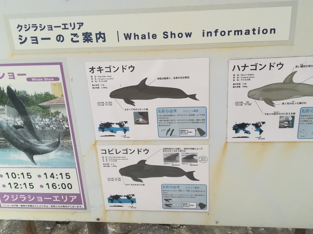 Taiji Whale Museum-太地町必去景点