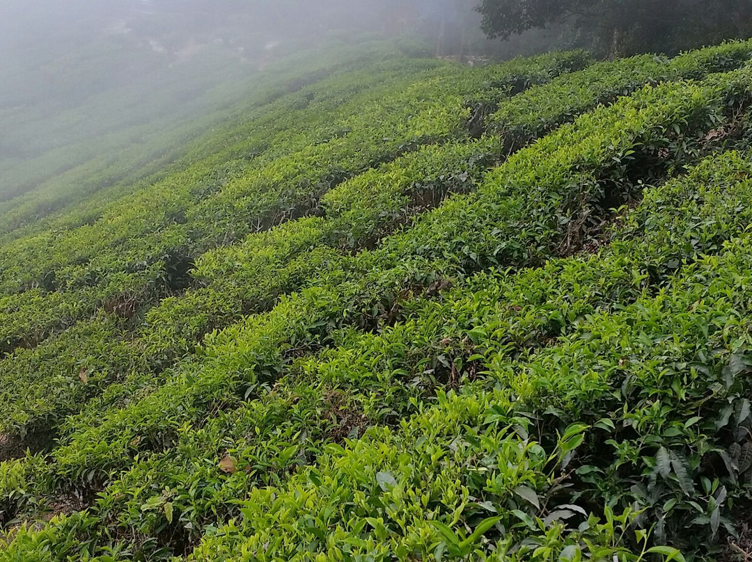 Top Station View Point-Theni必去景点