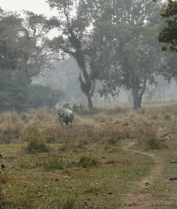 Jungle safari tours-奇旺国家公国必去景点