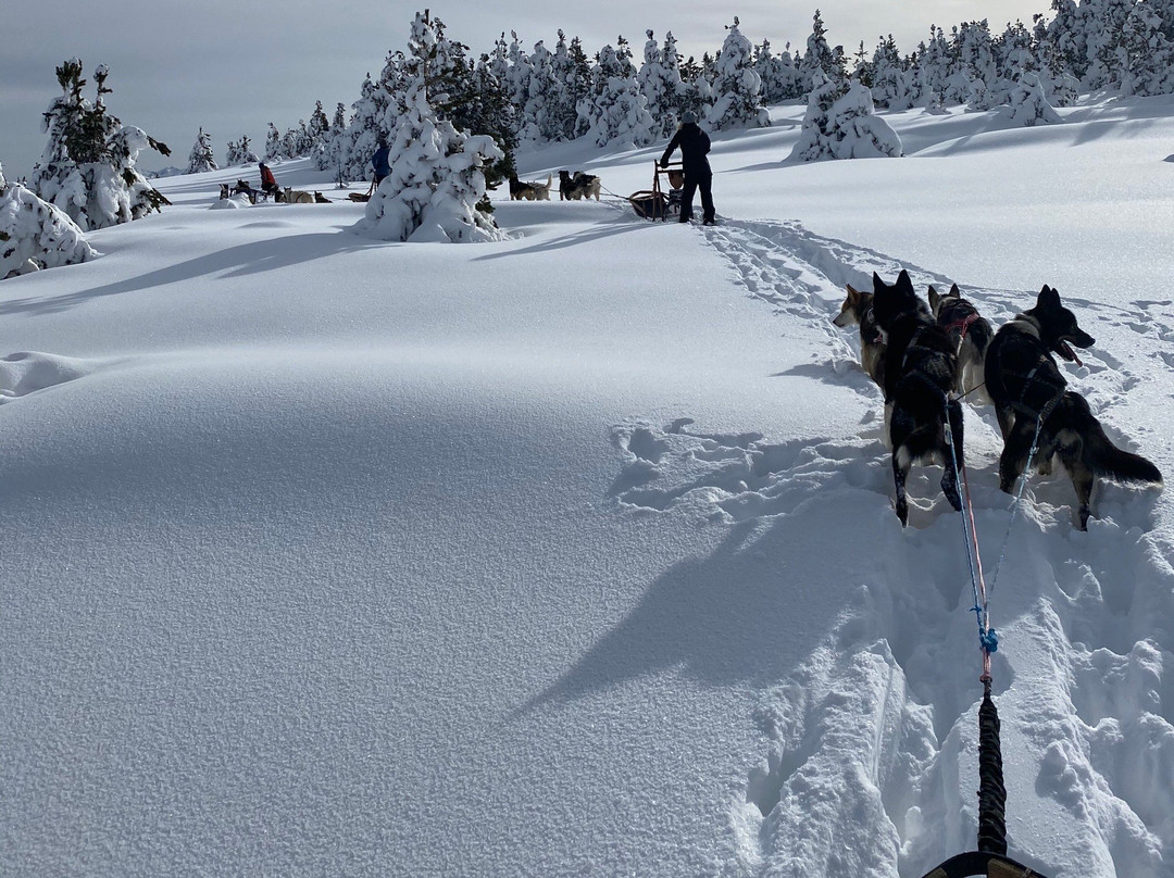 Alaskan Team景点图片